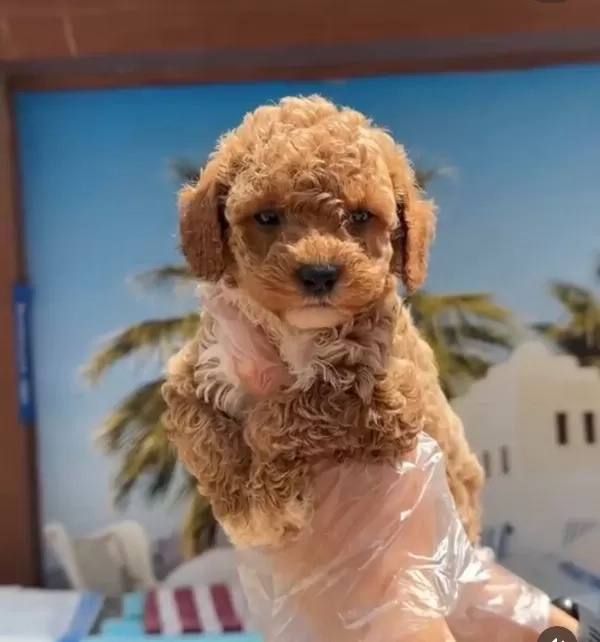 Redbrown Tea Cup Toy Poodle Yavrularimiz Hazirdir