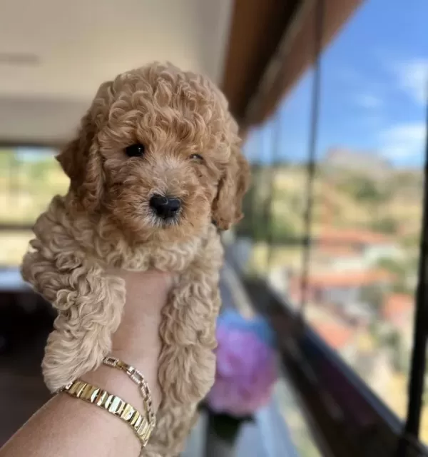 Toy Poodle Yavrularımız