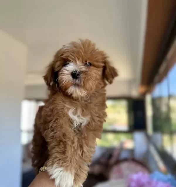 Toy Poodle Yavrularımız