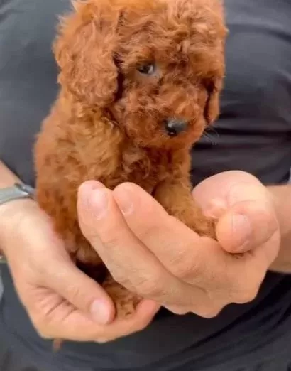 Efsane Toy Poodle Yavrular