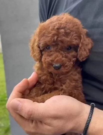 Efsane Toy Poodle Yavrular