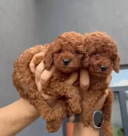 Efsane Toy Poodle Yavrular