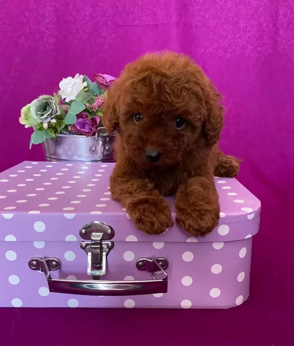 Toy Poodle Red Dark Red Black Apricot Her Renk Yavrularımız