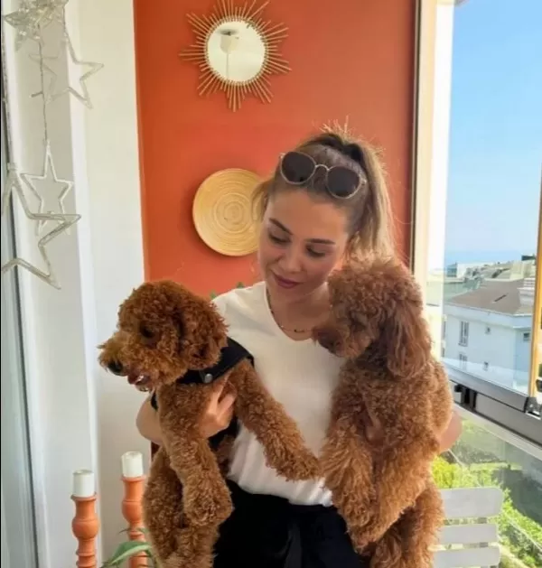 Toypoodle Yavrularım
