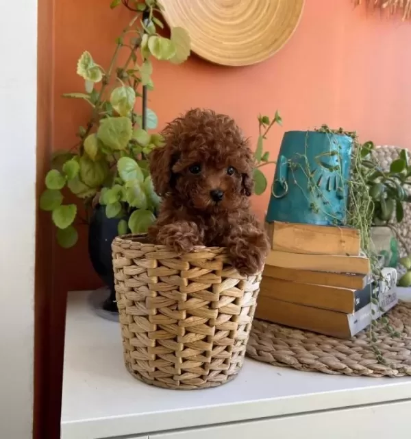 Toypoodle Yavrularım