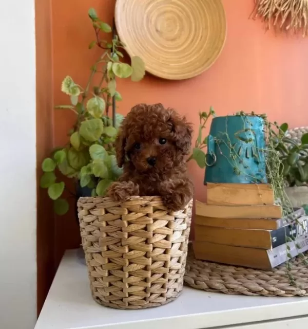 Toypoodle Yavrularım