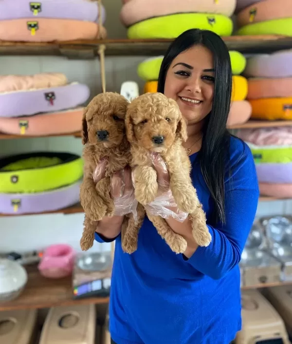 Safkan Toy Poodle Yavrularim