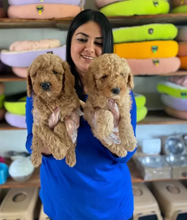 Safkan Toy Poodle Yavrularim