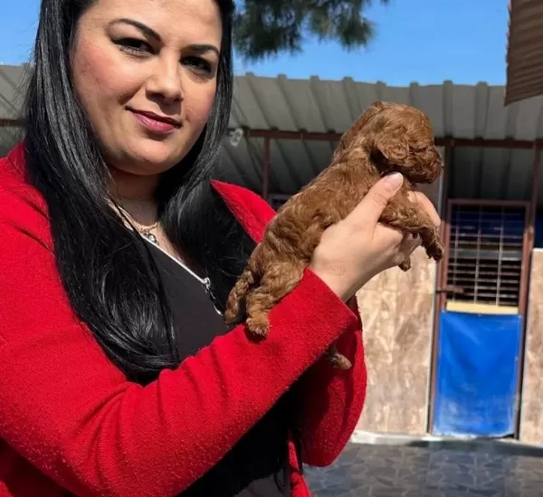 Avuç I Çi Kadar Kızıl Peluş Safkan Red Brown Toy Poodle Yavrularım