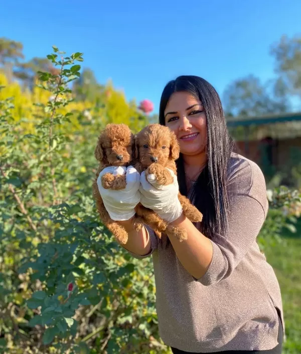 Mükemmell Toy Poodle Yavrularımız