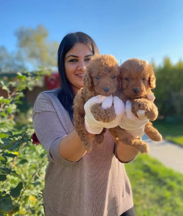 Mükemmell Toy Poodle Yavrularımız