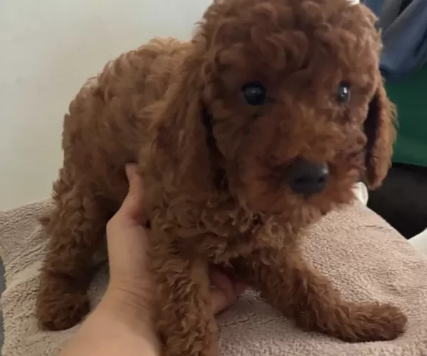 Sevimli Dişi Ve Erkek Poodle Ev Ortamında Bakilmistir