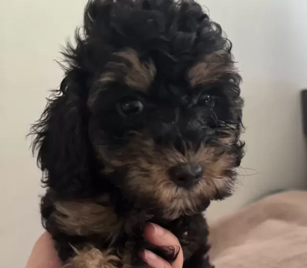 Sevimli Dişi Ve Erkek Poodle Ev Ortamında Bakilmistir