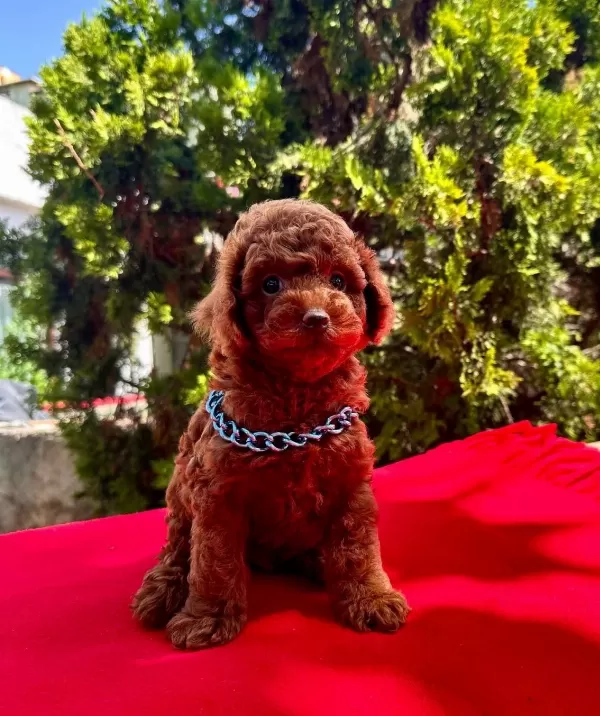 Toy Poodle Safkan Anne Babadan En Ufak Boy