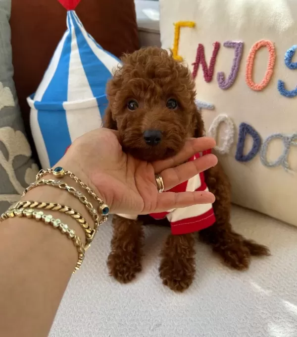 Ev Doğumu Poodle Bebekler