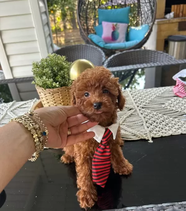 Ev Doğumu Poodle Bebekler