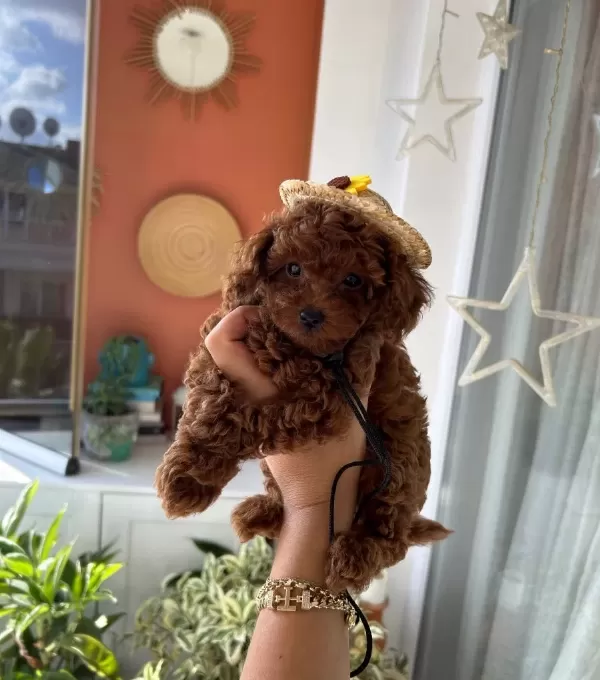 Ev Doğumu Poodle Bebekler