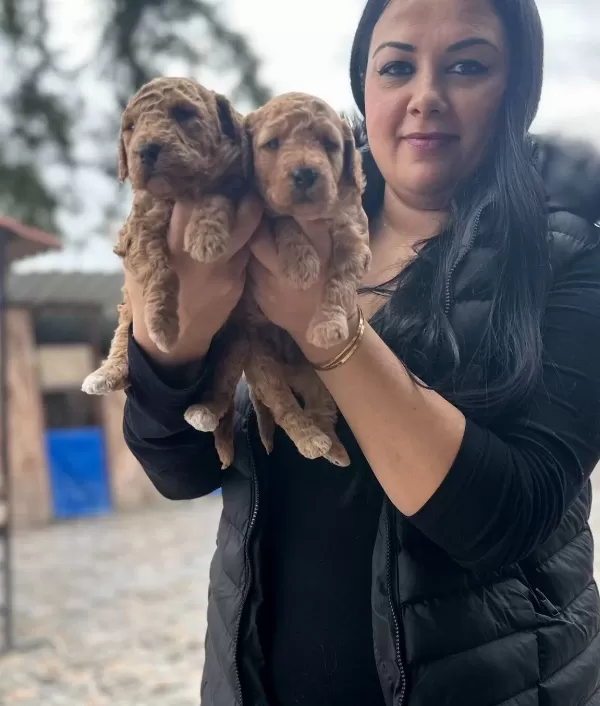 Avuca Sığan Kıvırcık Neşe Toy Poodle Yavruları