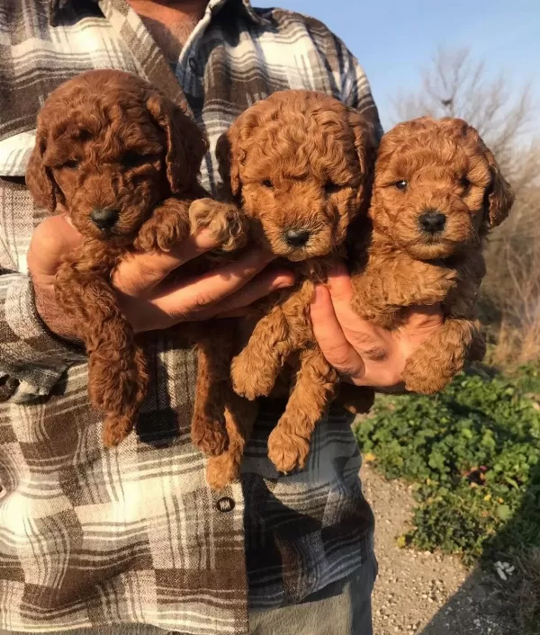 Avuca Sığan Kıvırcık Neşe Toy Poodle Yavruları