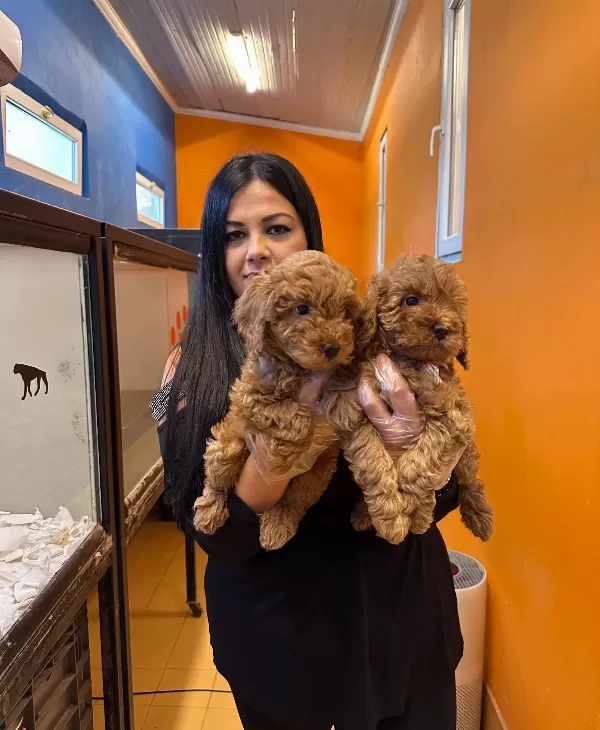 Irk Garantili Harika Toy Poodle Yavrularım