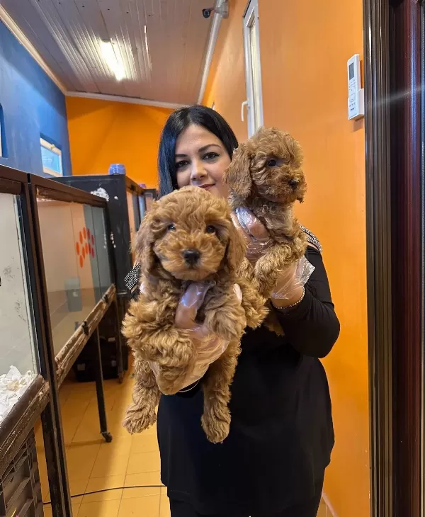 Irk Garantili Harika Toy Poodle Yavrularım