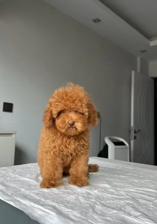 2 5 Kg Garanti Li Di Şi Toy Poodle Yavrumuz