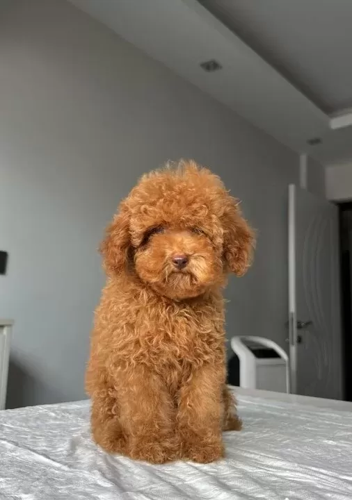 2 5 Kg Garanti Li Di Şi Toy Poodle Yavrumuz