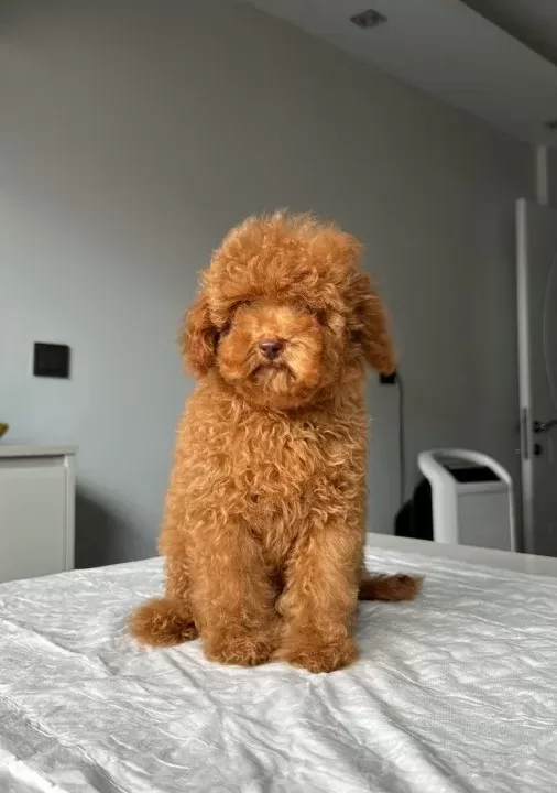 2 5 Kg Garanti Li Di Şi Toy Poodle Yavrumuz