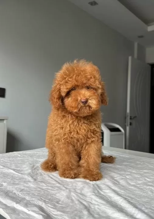 2 5 Kg Garanti Li Di Şi Toy Poodle Yavrumuz