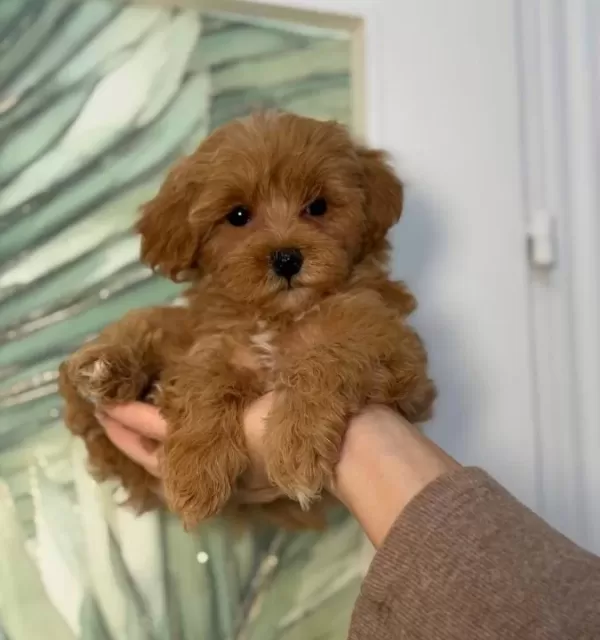 Kipkirmizi Red Toy Poodle