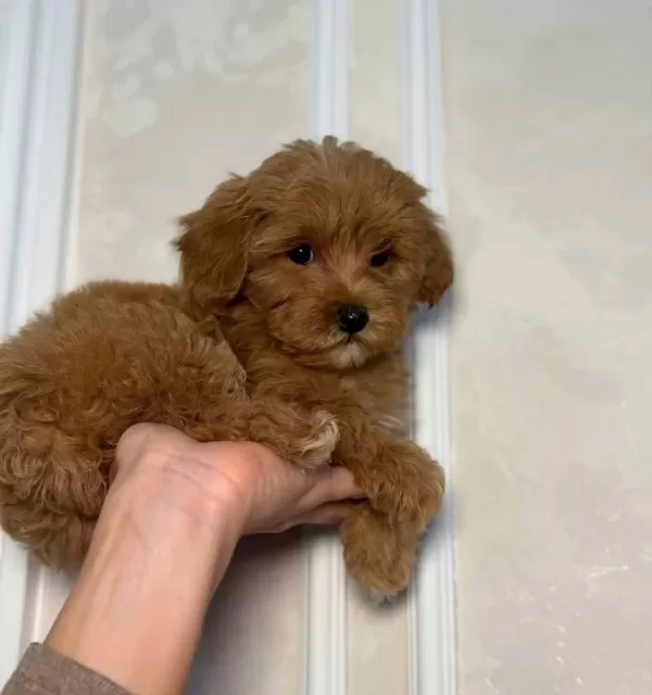 Kipkirmizi Red Toy Poodle