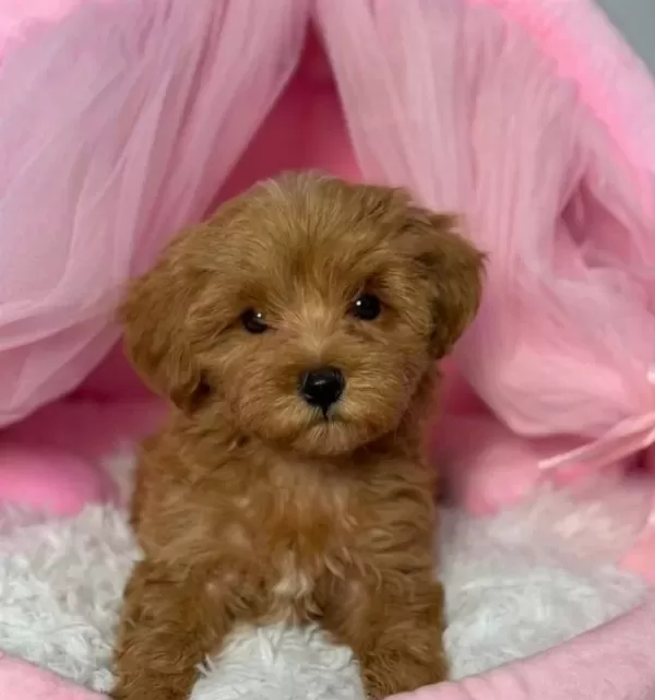 Kipkirmizi Red Toy Poodle