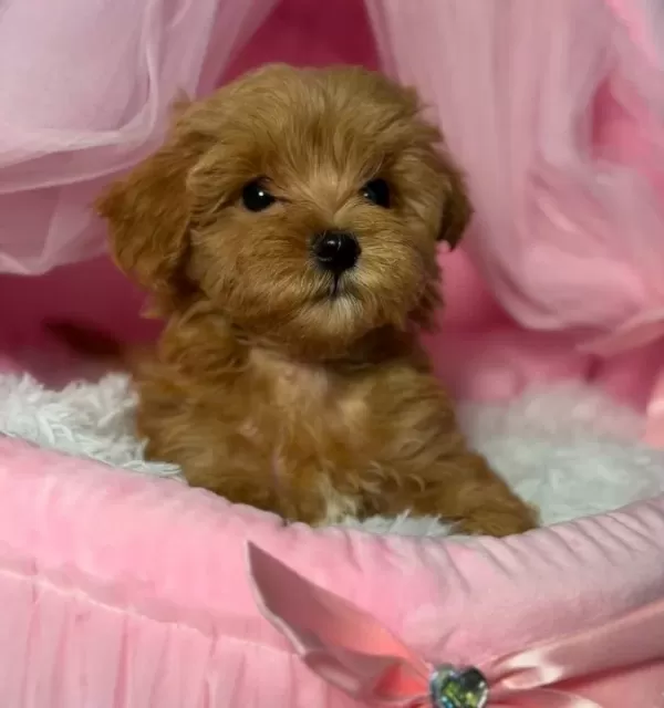 Kipkirmizi Red Toy Poodle