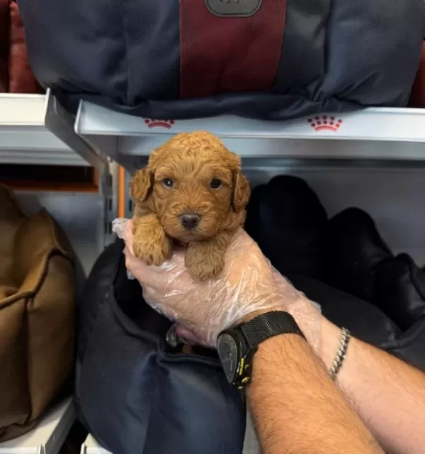 Çiftlikten Poodle Yavruları Ailelerini Bekliyor