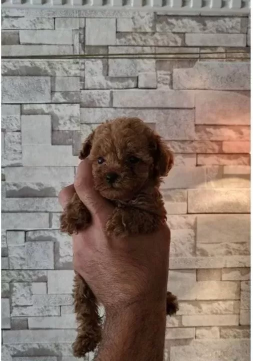 Çiftlikten Poodle Yavruları Ailelerini Bekliyor