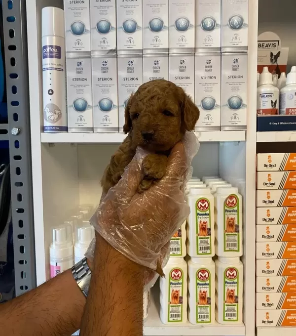 Çiftlikten Poodle Yavruları Ailelerini Bekliyor