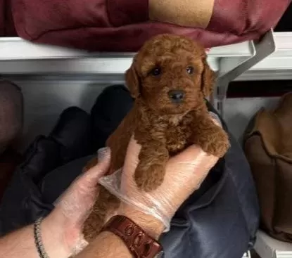 Çiftlikten Poodle Yavruları Ailelerini Bekliyor