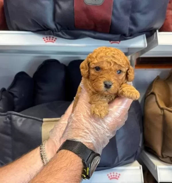 Çiftlikten Poodle Yavruları Ailelerini Bekliyor