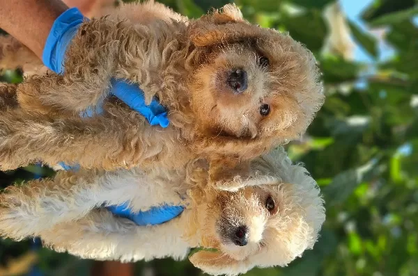 Büyük Mi Nyatür Poodle Yavrularimiz