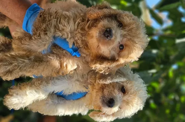 Büyük Mi Nyatür Poodle Yavrularimiz