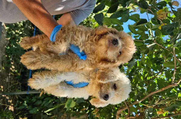 Büyük Mi Nyatür Poodle Yavrularimiz