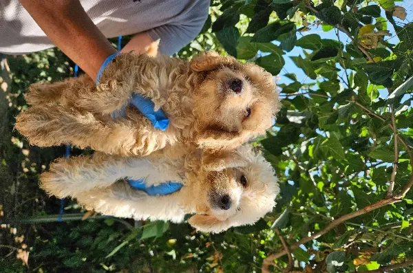 Büyük Mi Nyatür Poodle Yavrularimiz