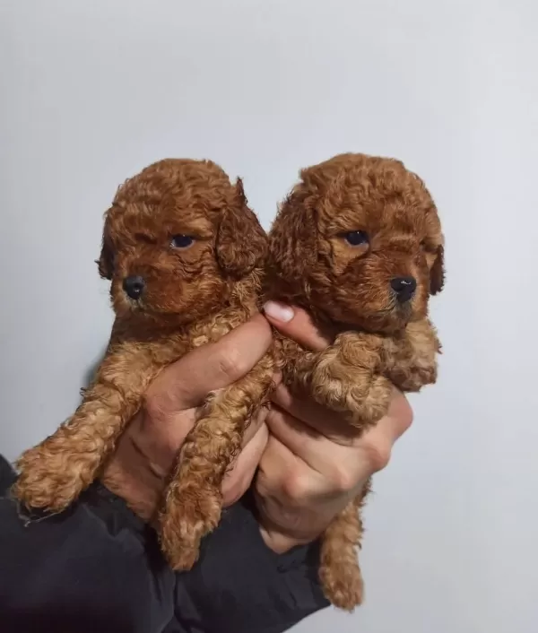 Sağlık Garantili Toy Poodle Yavrular