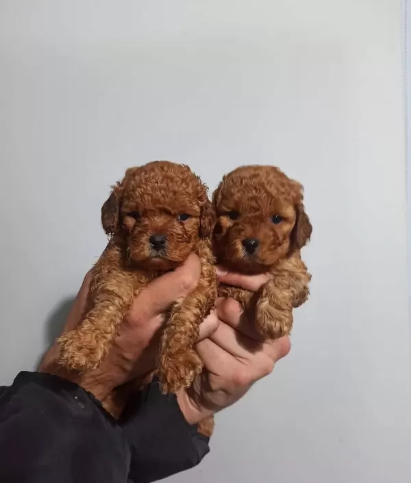 Sağlık Garantili Toy Poodle Yavrular