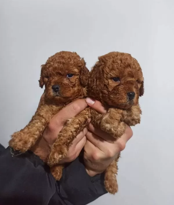 Sağlık Garantili Toy Poodle Yavrular