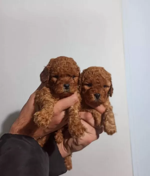Sağlık Garantili Toy Poodle Yavrular