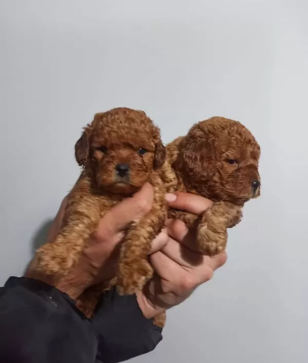 Sağlık Garantili Toy Poodle Yavrular