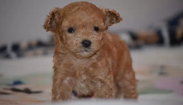 Toy Poodle Yavru Micro