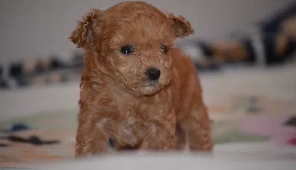 Toy Poodle Yavru Micro
