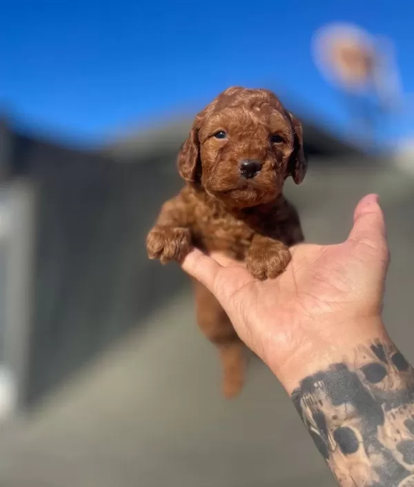 Numara Toy Popdle Yavrular Irk Ve Sağlik Garanti Li